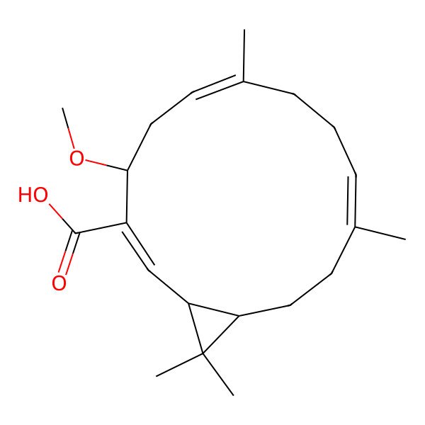 2D Structure of (1R,2Z,4S,6E,10E,14R)-4-methoxy-7,11,15,15-tetramethylbicyclo[12.1.0]pentadeca-2,6,10-triene-3-carboxylic acid