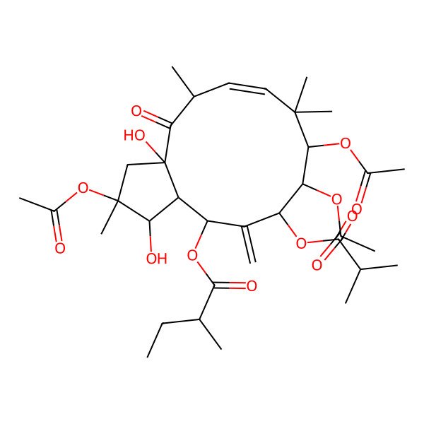 2D Structure of [(1R,2R,3aR,5S,6E,9S,10S,11S,13R,13aR)-2,9,10-triacetyloxy-1,3a-dihydroxy-2,5,8,8-tetramethyl-12-methylidene-11-(2-methylpropanoyloxy)-4-oxo-1,3,5,9,10,11,13,13a-octahydrocyclopenta[12]annulen-13-yl] (2R)-2-methylbutanoate