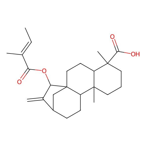 2D Structure of (1R,4S,5R,9S,10R,13R,15S)-5,9-dimethyl-15-[(E)-2-methylbut-2-enoyl]oxy-14-methylidenetetracyclo[11.2.1.01,10.04,9]hexadecane-5-carboxylic acid
