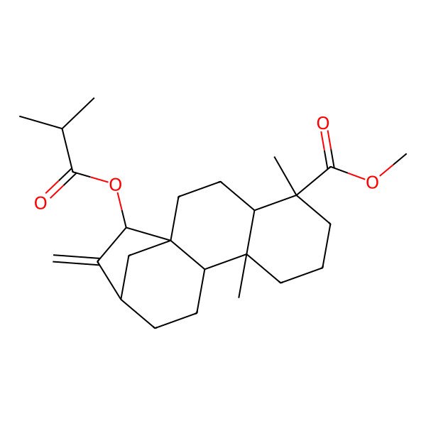 2D Structure of methyl (1R,4S,5R,9S,10S,13R,15S)-5,9-dimethyl-14-methylidene-15-(2-methylpropanoyloxy)tetracyclo[11.2.1.01,10.04,9]hexadecane-5-carboxylate