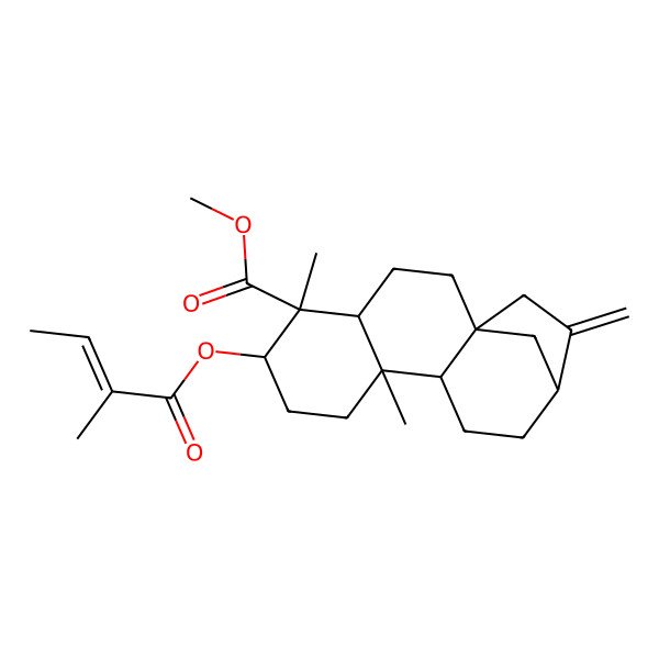 2D Structure of methyl (1S,4S,5S,6S,9S,10S,13R)-5,9-dimethyl-6-[(E)-2-methylbut-2-enoyl]oxy-14-methylidenetetracyclo[11.2.1.01,10.04,9]hexadecane-5-carboxylate