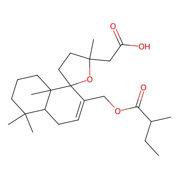 2D Structure of 2-[(2'S,4aS,8S,8aS)-2',4,4,8a-tetramethyl-7-[[(2S)-2-methylbutanoyl]oxymethyl]spiro[2,3,4a,5-tetrahydro-1H-naphthalene-8,5'-oxolane]-2'-yl]acetic acid