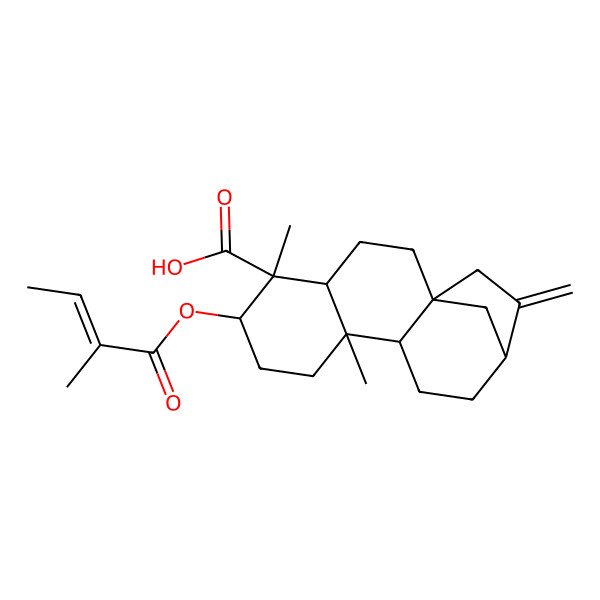 2D Structure of (1S,4S,5R,6R,9S,10R,13R)-5,9-dimethyl-6-[(E)-2-methylbut-2-enoyl]oxy-14-methylidenetetracyclo[11.2.1.01,10.04,9]hexadecane-5-carboxylic acid
