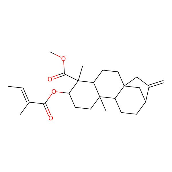 2D Structure of methyl (1S,4S,5S,6R,9S,10R,13R)-5,9-dimethyl-6-[(Z)-2-methylbut-2-enoyl]oxy-14-methylidenetetracyclo[11.2.1.01,10.04,9]hexadecane-5-carboxylate