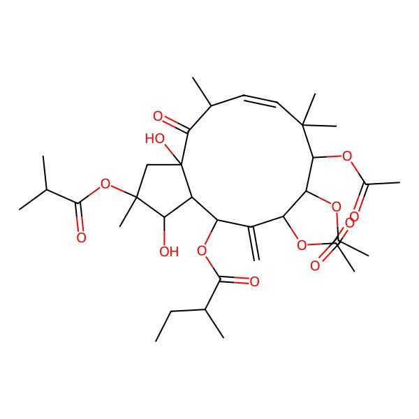 2D Structure of [(1R,2R,3aR,5S,6E,9S,10S,11S,13R,13aR)-9,10,11-triacetyloxy-1,3a-dihydroxy-2,5,8,8-tetramethyl-12-methylidene-2-(2-methylpropanoyloxy)-4-oxo-1,3,5,9,10,11,13,13a-octahydrocyclopenta[12]annulen-13-yl] (2R)-2-methylbutanoate