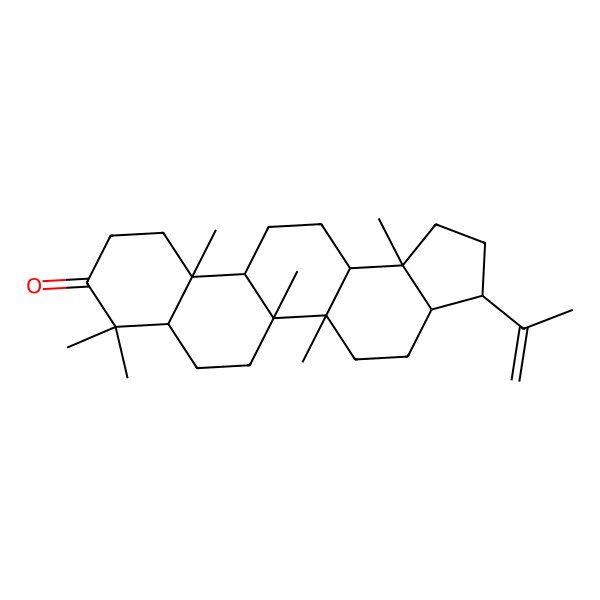 2D Structure of (3R,3aR,5aR,5bR,7aR,11aR,11bR,13aS,13bS)-5a,5b,8,8,11a,13b-hexamethyl-3-prop-1-en-2-yl-2,3,3a,4,5,6,7,7a,10,11,11b,12,13,13a-tetradecahydro-1H-cyclopenta[a]chrysen-9-one
