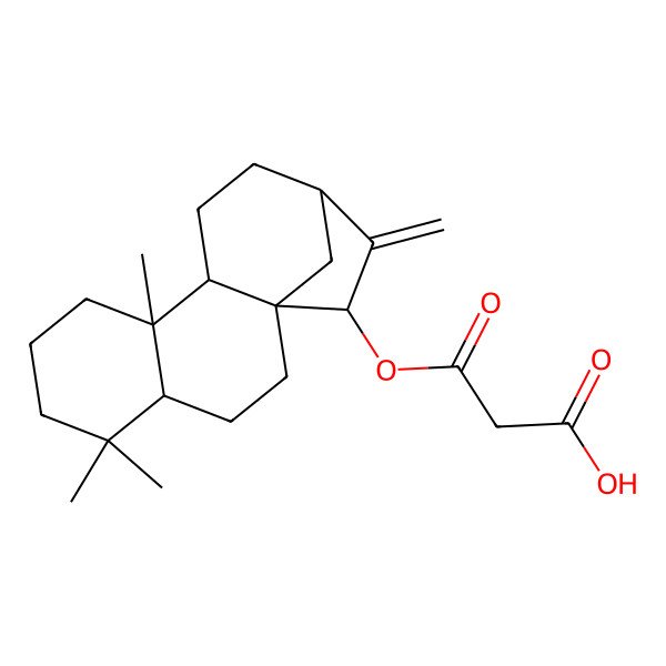 2D Structure of 3-oxo-3-[[(1R,4R,9R,10S,13R,15R)-5,5,9-trimethyl-14-methylidene-15-tetracyclo[11.2.1.01,10.04,9]hexadecanyl]oxy]propanoic acid