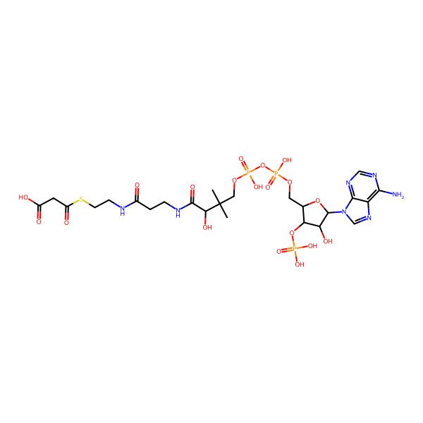 2D Structure of 3-[2-[3-[[(2S)-4-[[[(2S,3S,4R,5S)-5-(6-aminopurin-9-yl)-4-hydroxy-3-phosphonooxyoxolan-2-yl]methoxy-hydroxyphosphoryl]oxy-hydroxyphosphoryl]oxy-2-hydroxy-3,3-dimethylbutanoyl]amino]propanoylamino]ethylsulfanyl]-3-oxopropanoic acid