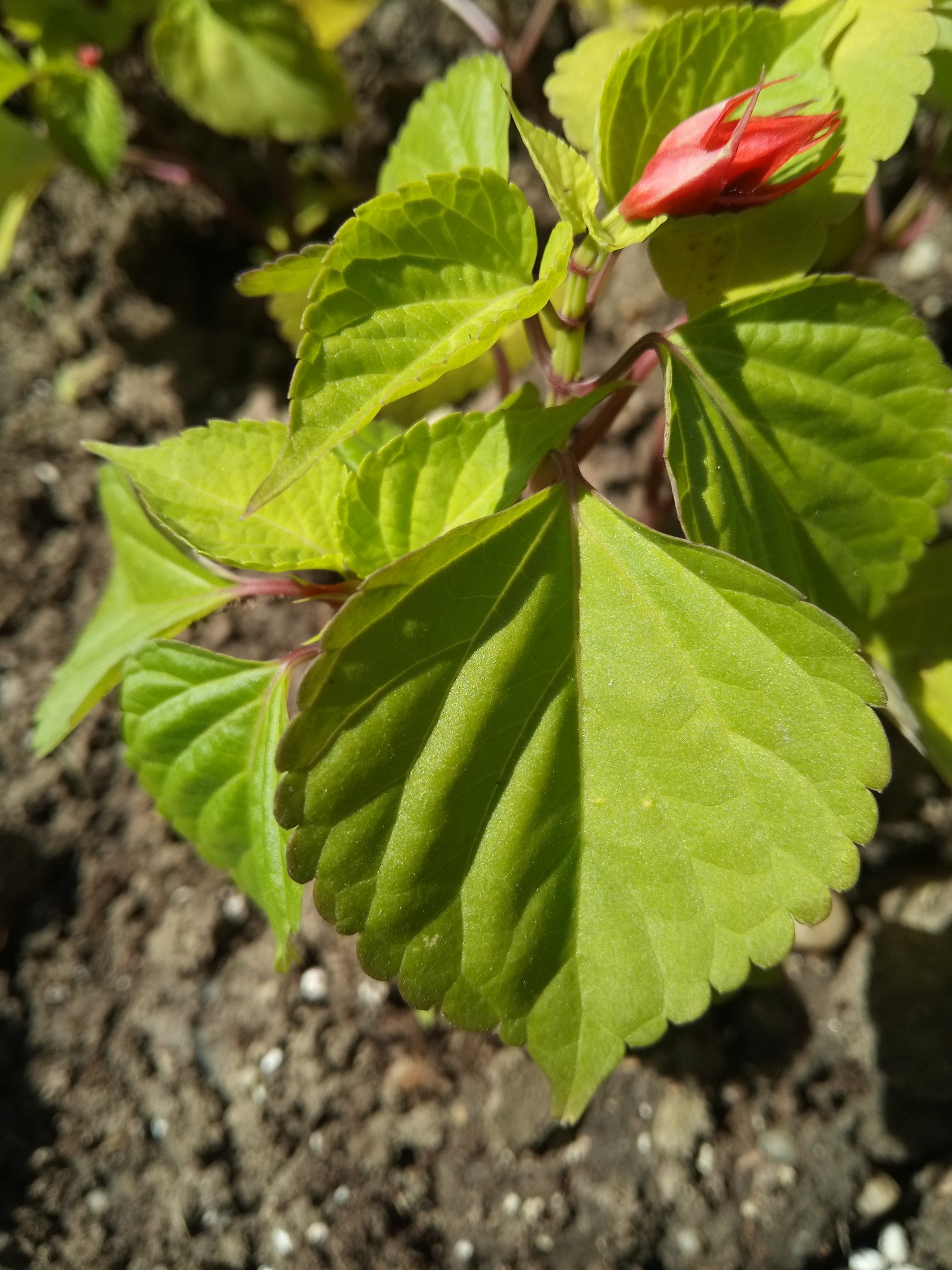 Salvia splendens - Leaf