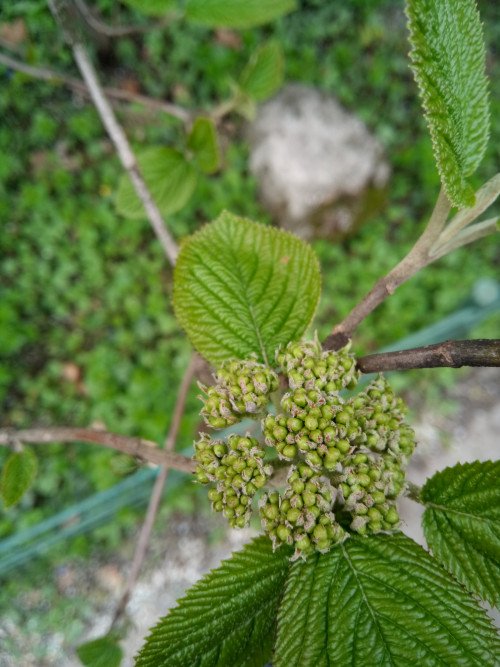 Viburnum lantana