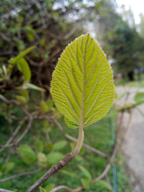 Viburnum lantana
