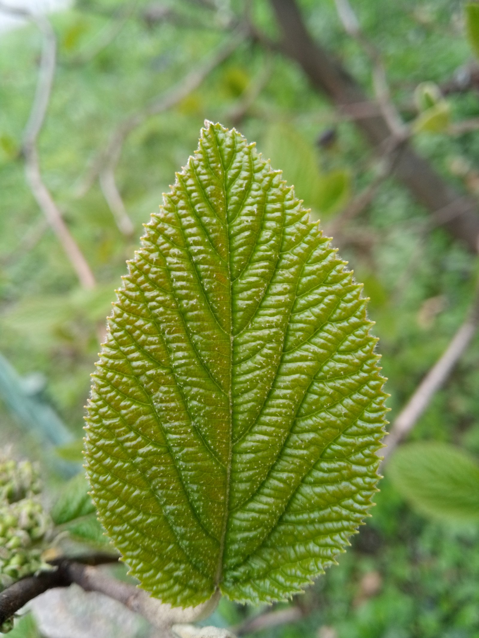 Viburnum lantana - Leaf