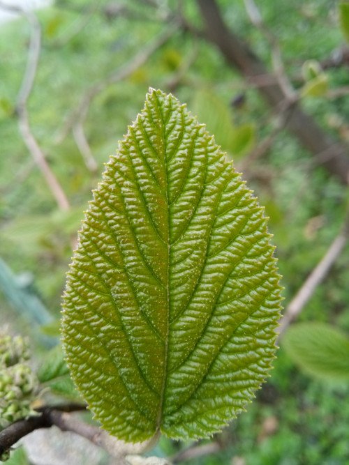 Viburnum lantana