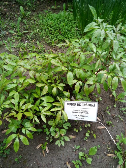 Paeonia lactiflora