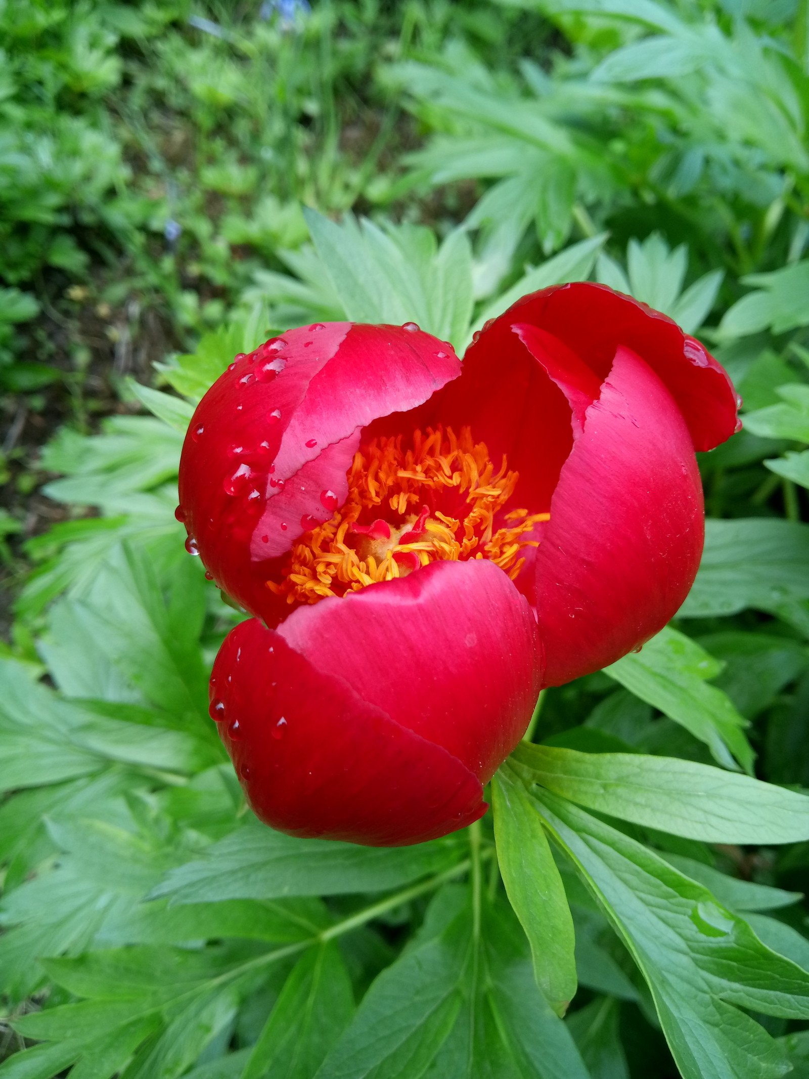 Paeonia peregrina - Flower