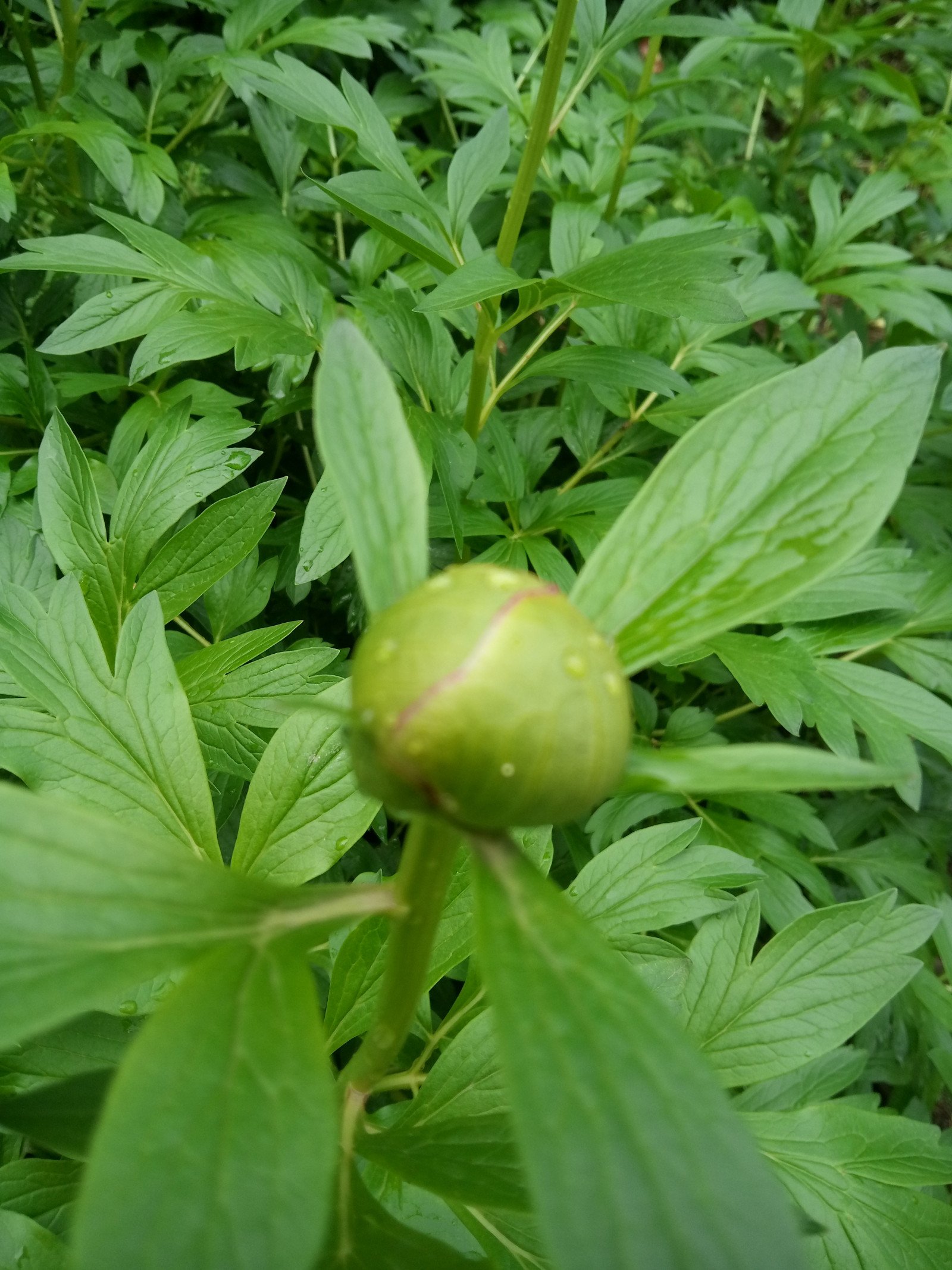 Paeonia peregrina - Flower