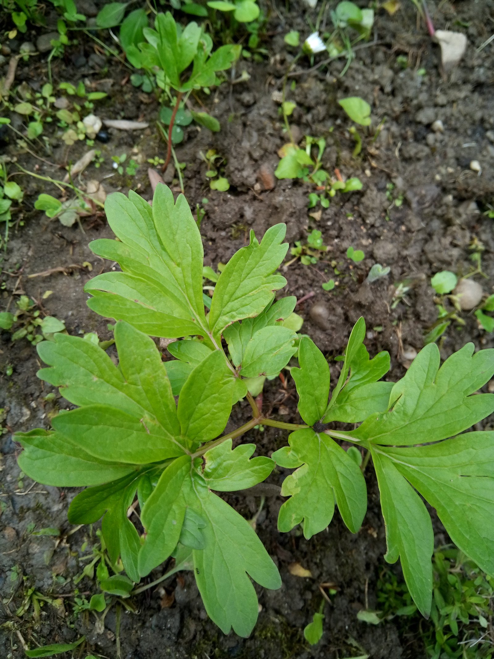 Paeonia peregrina - Leaf