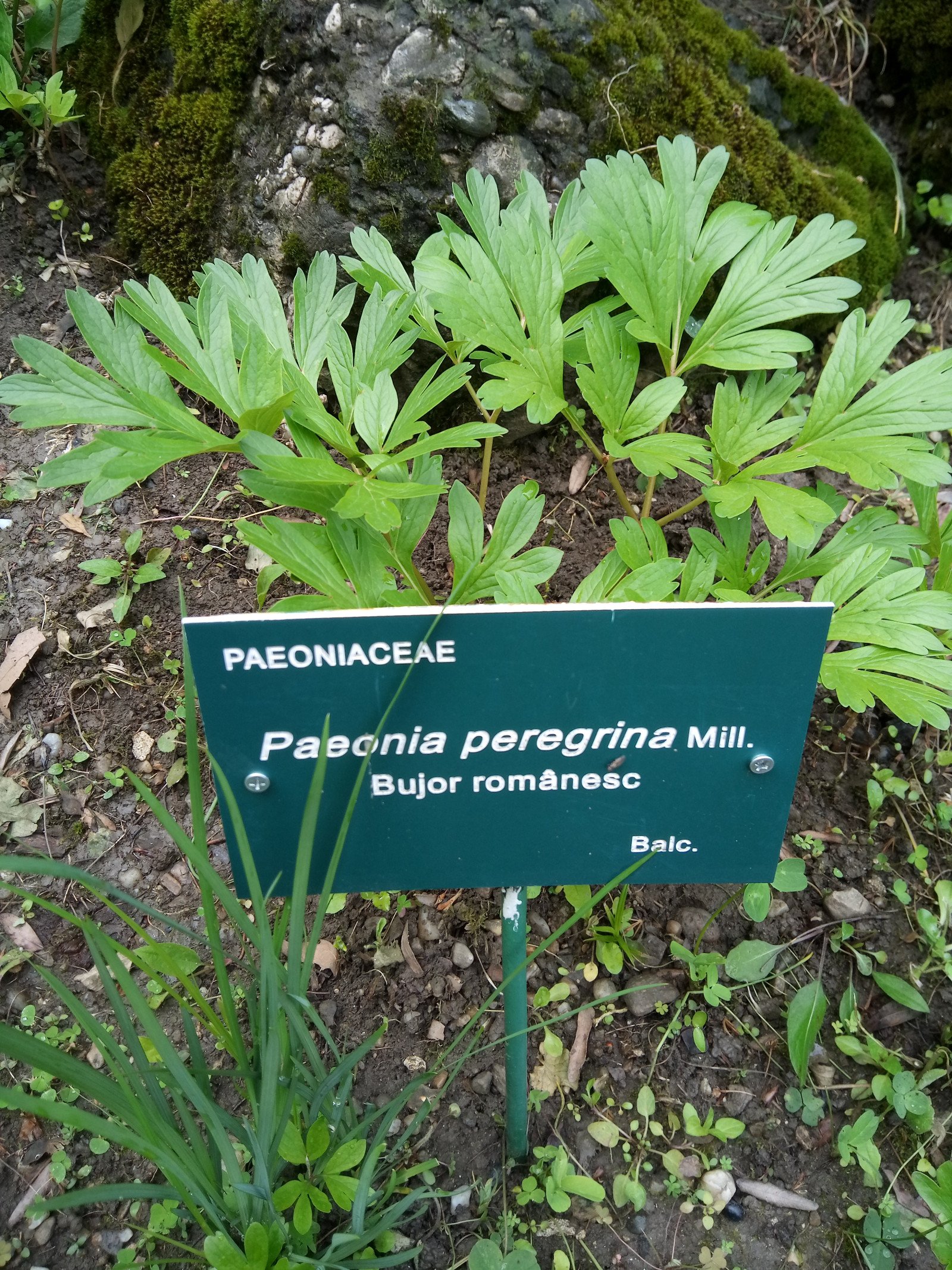 Paeonia peregrina - Unknown