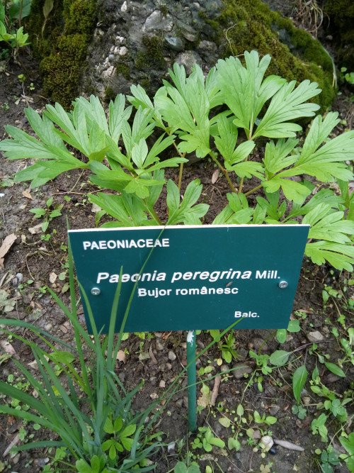 Paeonia peregrina