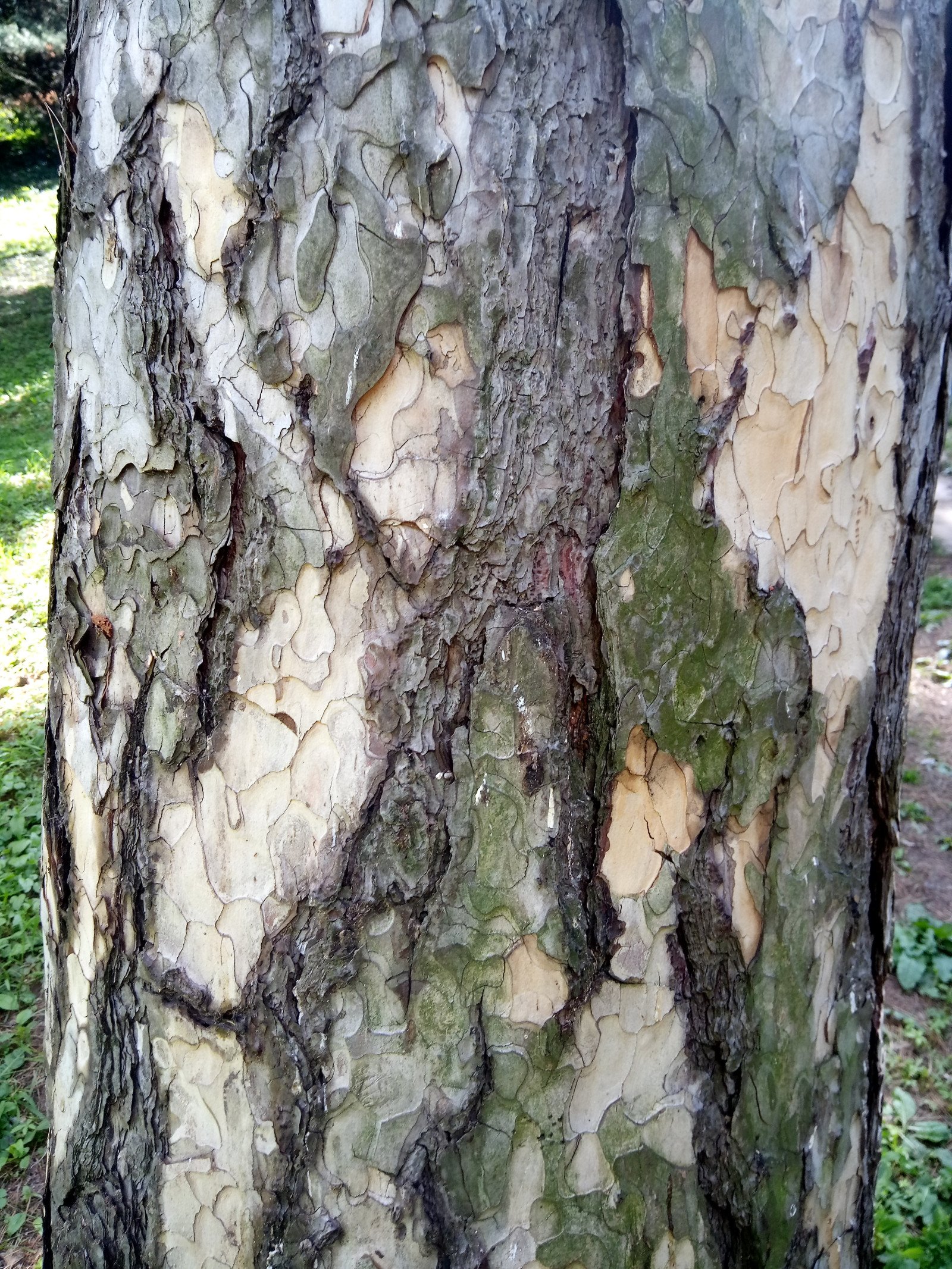 Pinus nigra - Bark