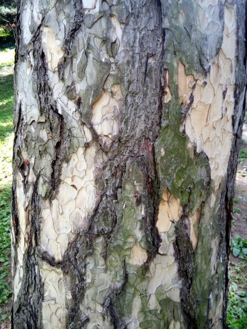 Pinus nigra