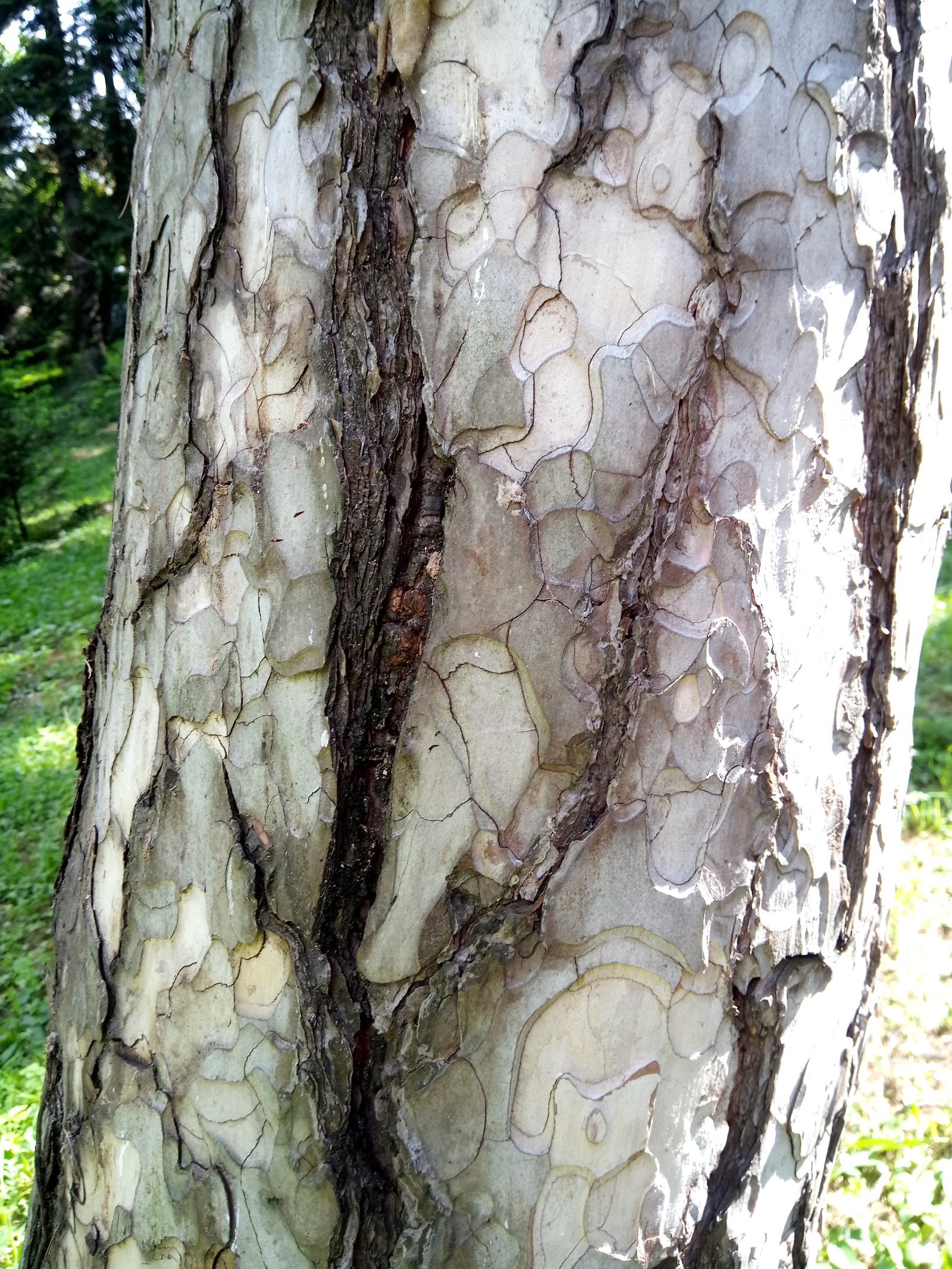 Pinus nigra - Bark