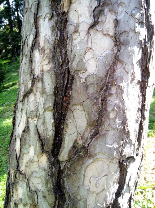 Pinus nigra
