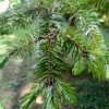 Abies alba
