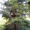 Abies religiosa