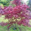 Acer palmatum