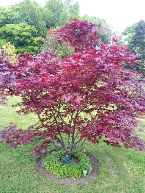 Acer palmatum