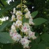 Aesculus hippocastanum
