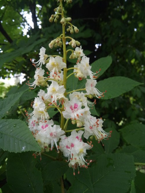Aesculus hippocastanum