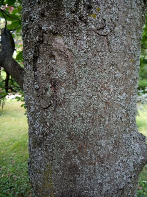 Aesculus pavia