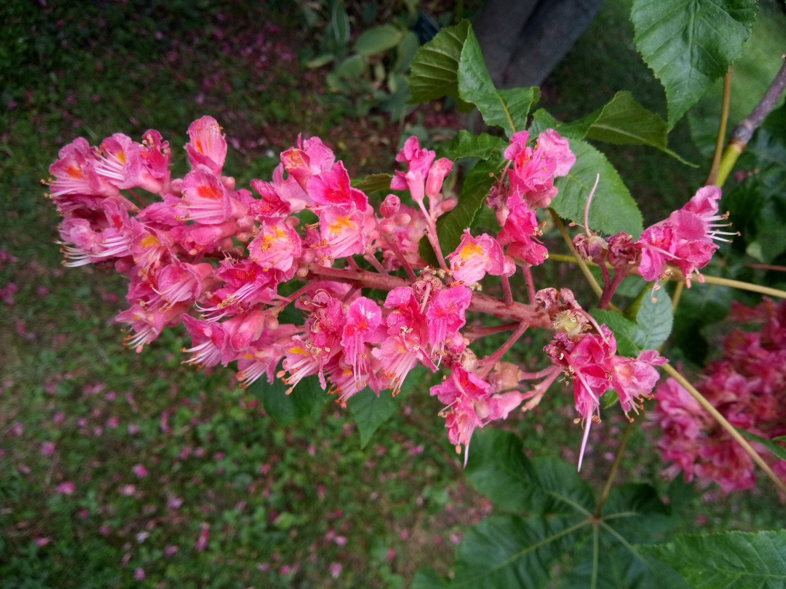 Aesculus pavia - Flower