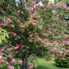 Aesculus pavia