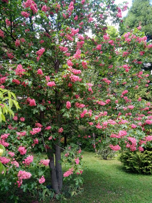 Aesculus pavia