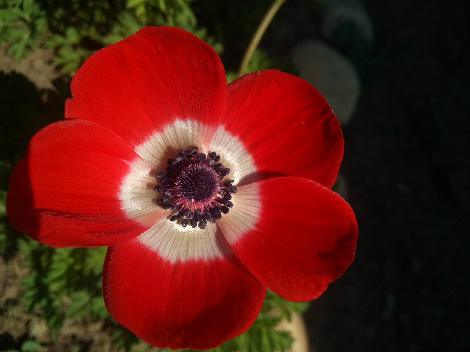 Anemone coronaria - Flower
