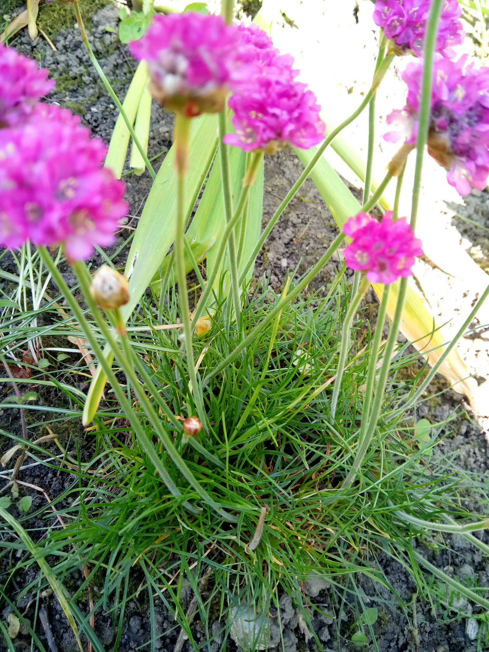 Armeria maritima - Aerial parts