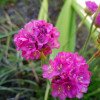 Armeria maritima