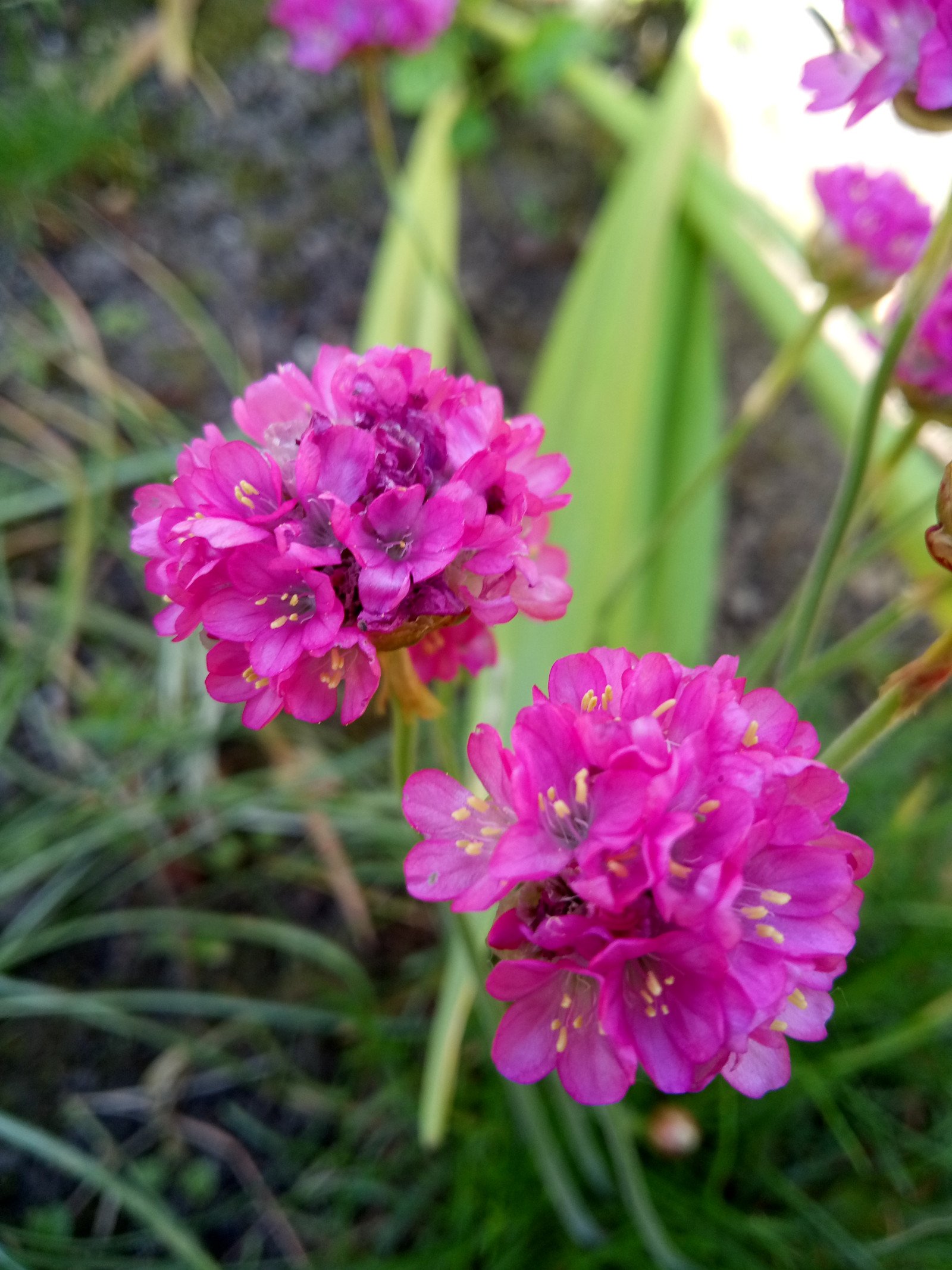 Armeria maritima - Flower