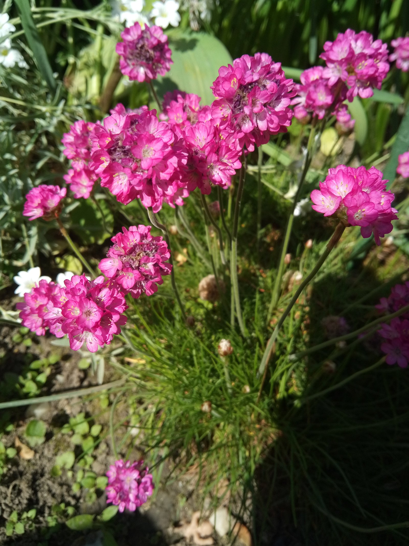 Armeria maritima - Entire plant