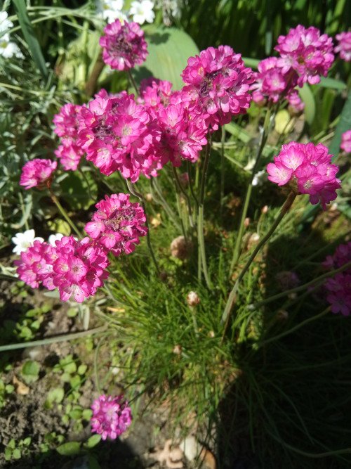 Armeria maritima