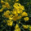 Brassica napus