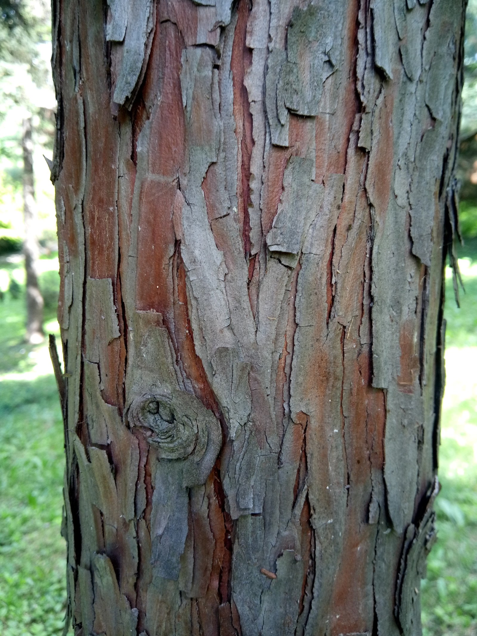 Calocedrus decurrens - Bark