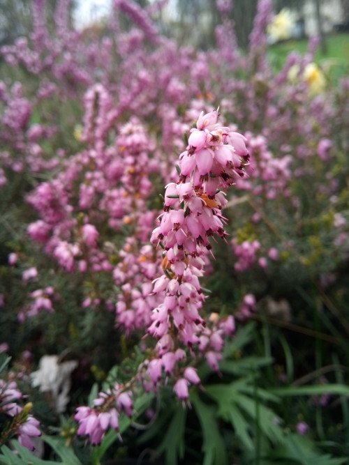 Erica carnea