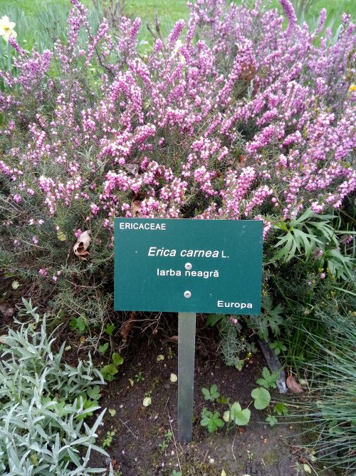 Erica carnea