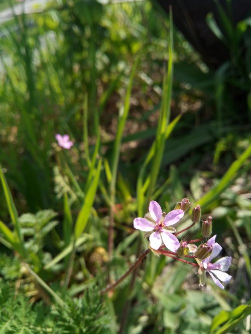 Erodium cicutarium