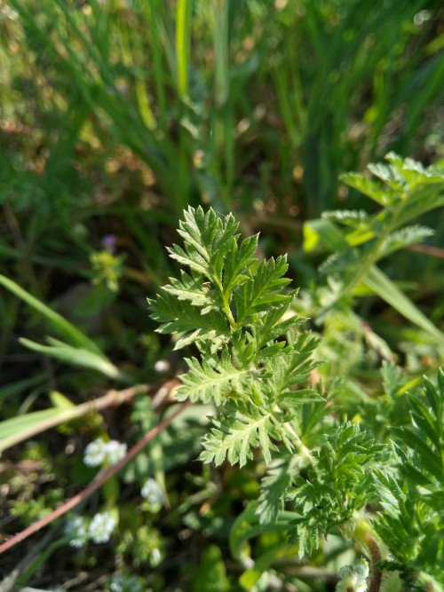 Erodium cicutarium