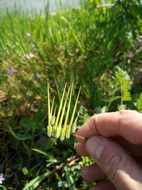 Erodium cicutarium